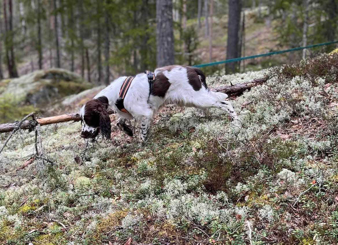 Viltspår