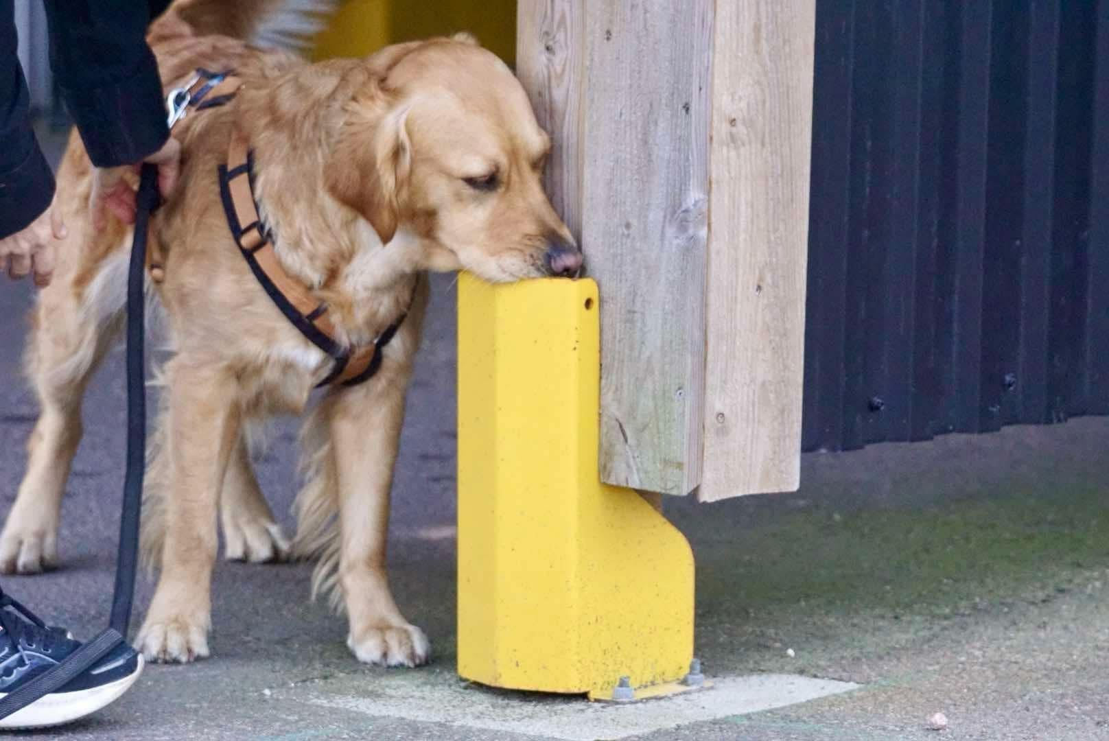 Nose Work - Imperiq
